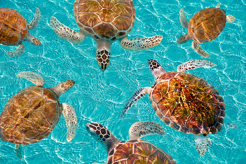 加勒比的里维埃拉玛雅海龟图片下载