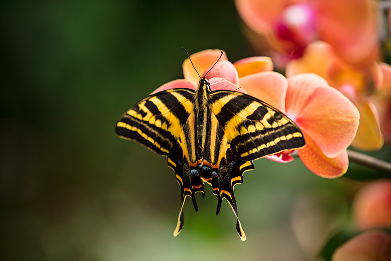 美丽的凤蝶在热带森林里坐着开花图片下载