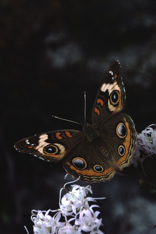 巴克耶蝴蝶（朱诺尼亚·科尼亚）图片下载